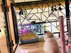 -小尾巴宠物店(万科·金域华庭店)