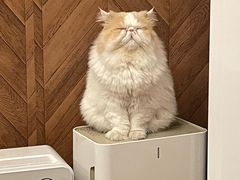 -MOCHA明星猫咖(田子坊店)