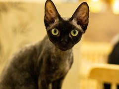 -楼上猫咖(罗湖店)