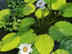 -国家植物园南园