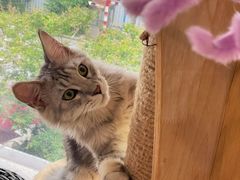 -十年猫舍·猫咪专门店(普陀店)