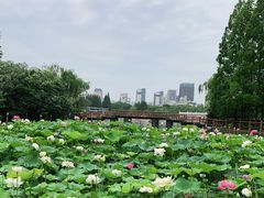 -黄兴公园