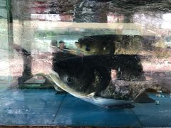 -台山第一家兴华黄鳝饭·黄鳝婆(开平店)