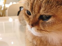 -飞行喵MR PILOT|猫舍·猫咖(静安大融城店)