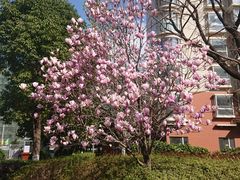 -必胜客(阿诗玛店)