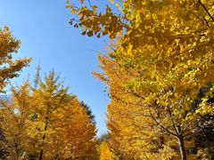 -长白岛森林公园