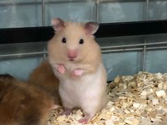 -钓仓鼠(洋桥北里小区店)