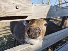 -安德鲁户外烧烤帐篷营地(马泉营店)
