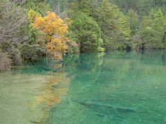 -九寨沟-树正沟