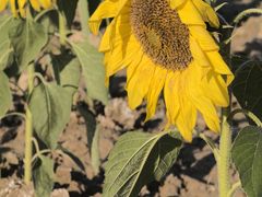 -汉长安城未央宫国家考古遗址公园