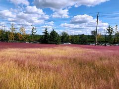 -羊亭河湿地公园