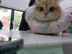 -凯瑞希宠物医院·狂犬免疫·微创·皮肤科