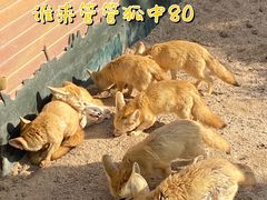 -上海野生动物园