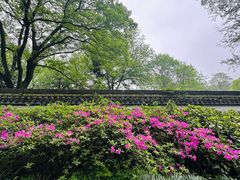 -杭州植物园