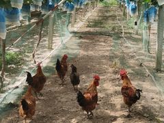 -马陆小张葡萄园农家乐