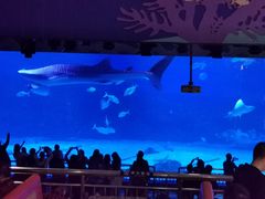 -烟台海昌鲸鲨海洋公园