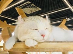 -猫和宫(六道口店)
