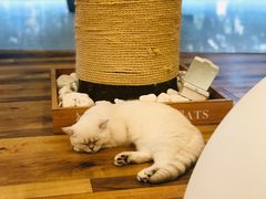-袖虎·猫馆(体育西路店)