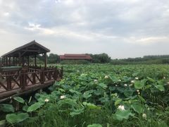 -荷塘月色湿地公园·向阳花洲