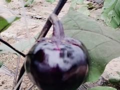 -庞各庄翠芳园西瓜蔬菜基地采摘园