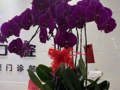 -茂菊口腔连锁(浦东南路店)