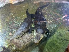 -迪拜水族馆及水下动物园