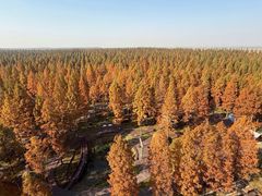 -黄海国家森林公园