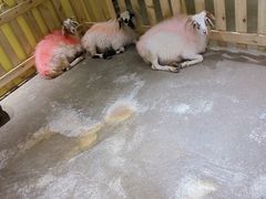 -昆明大悦城未来动物城(螺蛳湾中心店)