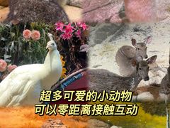 -正佳雨林生态植物园