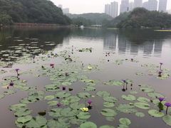 -重庆彩云湖湿地公园