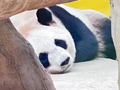 -杭州野生动物世界