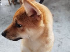 -柴犬高等学院·狗咖·柴犬售卖·宠物训练