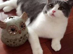 -Bastet sally猫舍购宠(静安店)