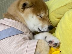 -逗柴咖啡屋·狗咖猫咖宠物桌游