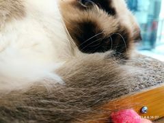 -喵喵咪呀布偶猫咖(春熙路店)