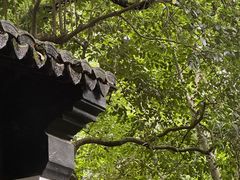 -上海醉白池公园