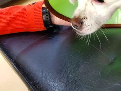 -瑞派天宁宠物医院·猫科·异宠中心