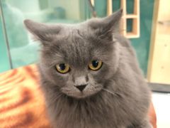-飞行喵MR PILOT|猫舍·猫咖(静安大融城店)