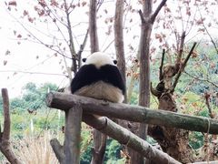 -都江堰中华大熊猫苑