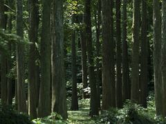 -杭州植物园