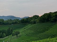 -龙坞茶村