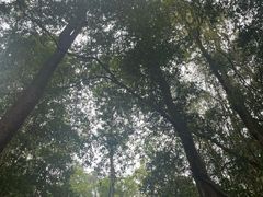 -西双版纳原始森林公园
