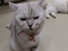 -藏猫猫咖啡主题馆(中央大道店)