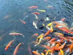 -大门水乡·顺德菜