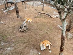 -西霞口神雕山野生动物世界