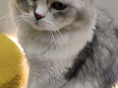 -COLOR PETS 撸猫馆·购猫·猫咖(长风大悦城店)