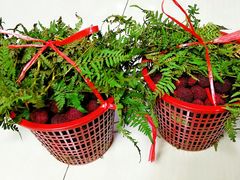 -西山樟坞健康果园枇杷杨梅采摘