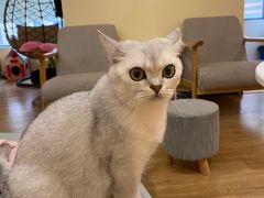 -滚猫咖啡·猫咖·猫友好撸猫(未来城店)