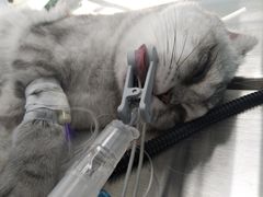 -关爱宠物医院·猫科中心·消化科(滨湖万达分院)