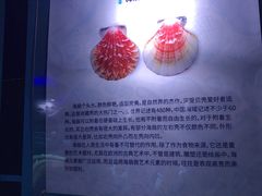 -贝壳梦幻世界